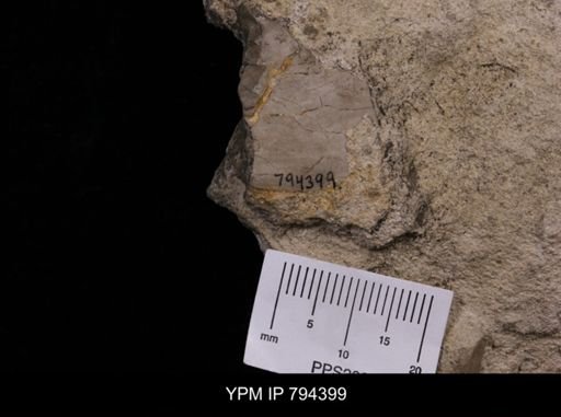 Inoceramus labiatus