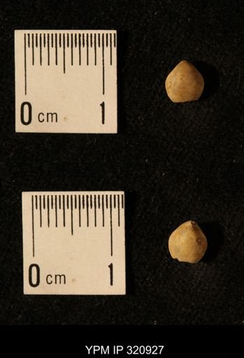 Dielasma elongatum
