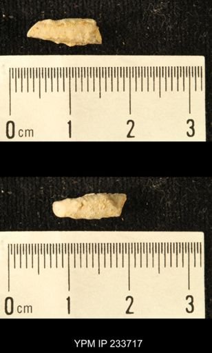 Archaeocidaris sp.
