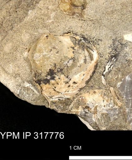 undet. Bivalvia