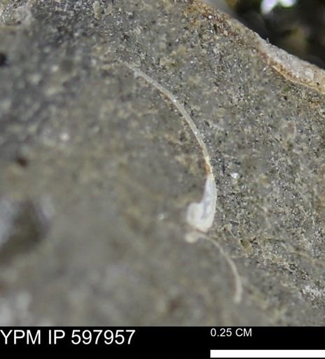 Limopsis striatopunctatus