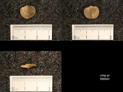 Dalmanella testudinaria emacerata