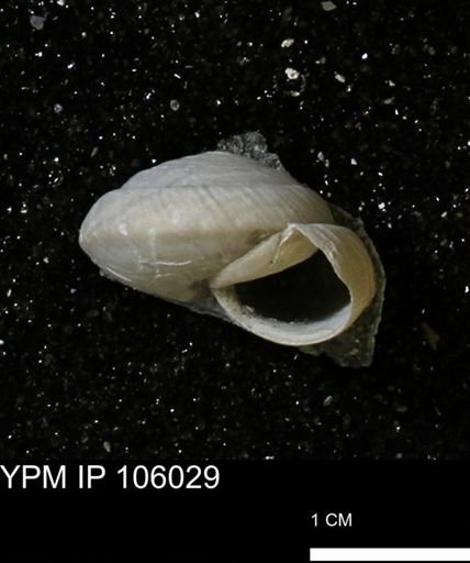Poecilozonites bermudensis zonatus
