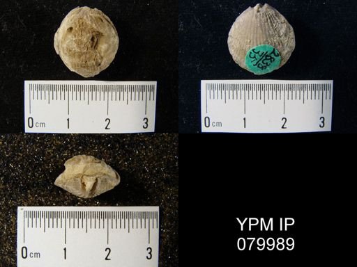 Atrypa reticularis