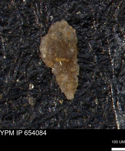 Verneuilina canadensis