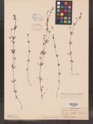 Galium tinctorium