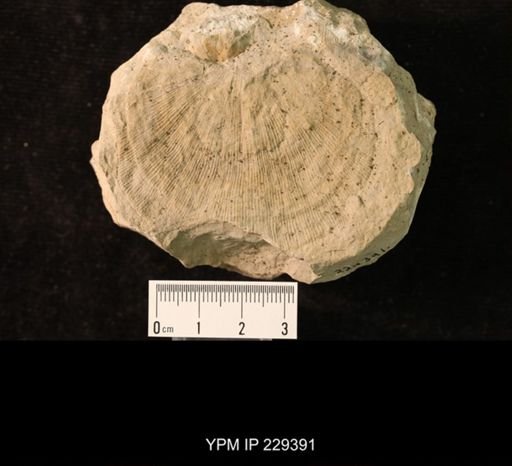 Derbya cymbula