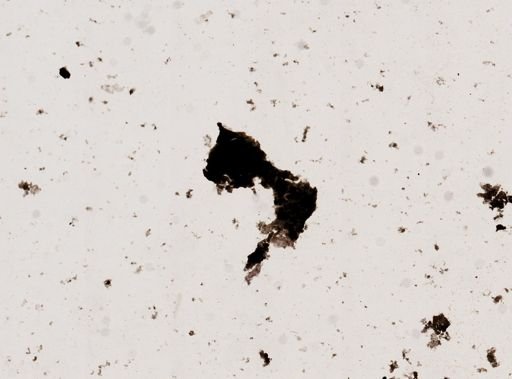 Pleistophora macrozoarcides