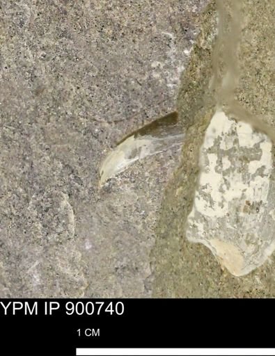 Protocardia subquadrata