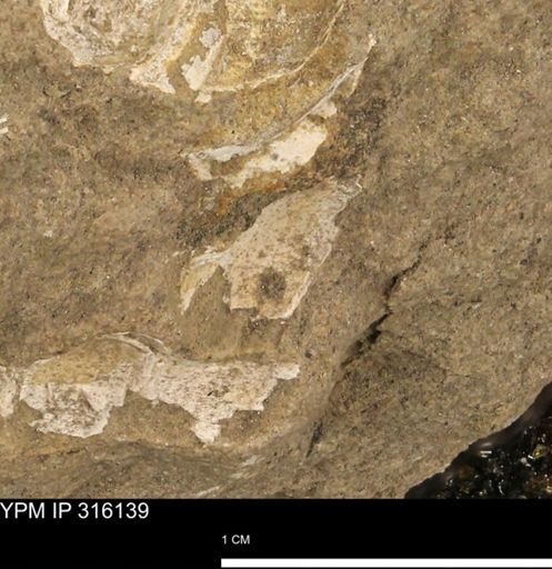 undet. Bivalvia