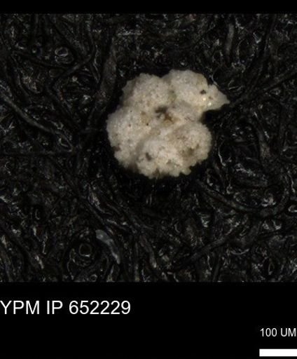 undet. Foraminiferida