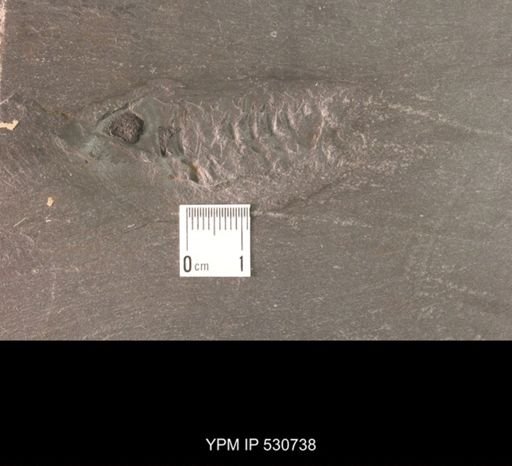 Phacops sp.