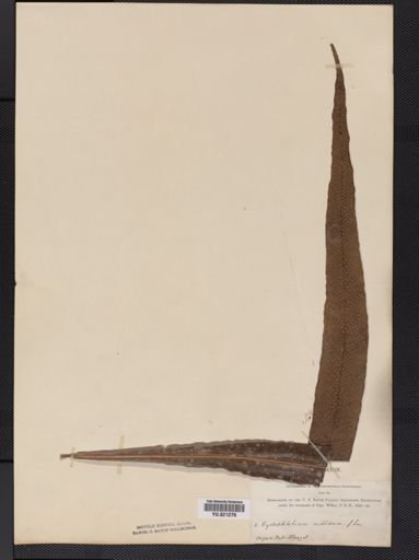 Polypodium