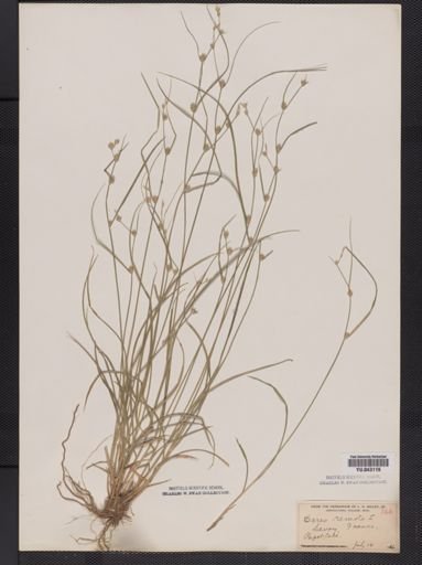 Carex