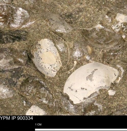 Anomia gryphorhyncha
