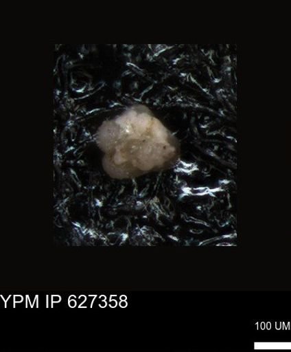 undet. Foraminiferida