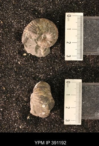 Scaphitidae