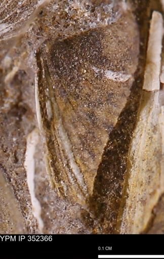 undet. Bivalvia