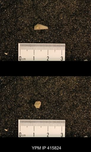 Meekospira choctawensis