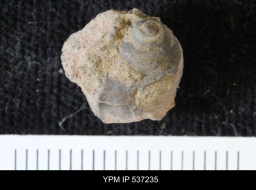 Viviparus montanaensis