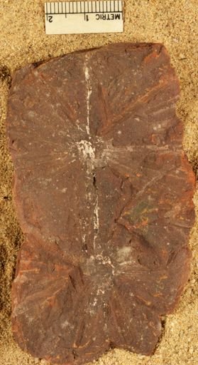 Annularia