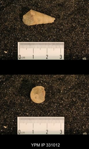 Meekospira peracuta choctawensis