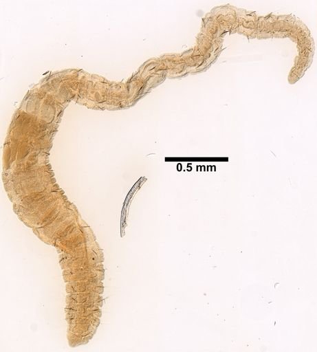 Novaquesta trifurcata