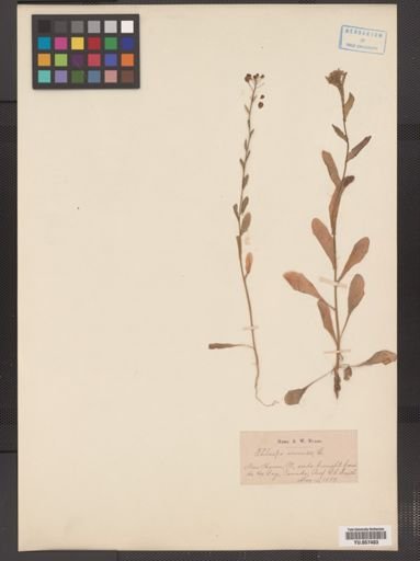 Thlaspi arvense