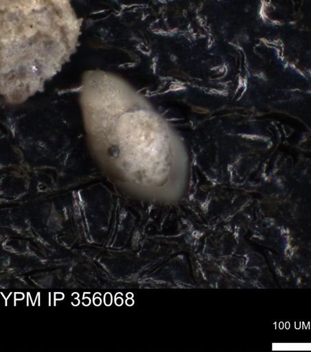 undet. Foraminiferida
