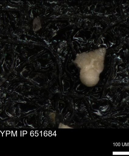 undet. Heterohelicidae