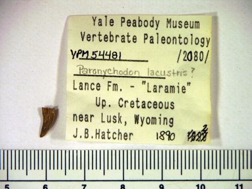 Paronychodon lacustris?