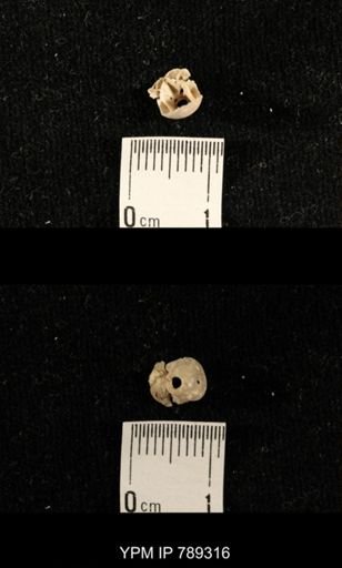 undet. Brachiopoda