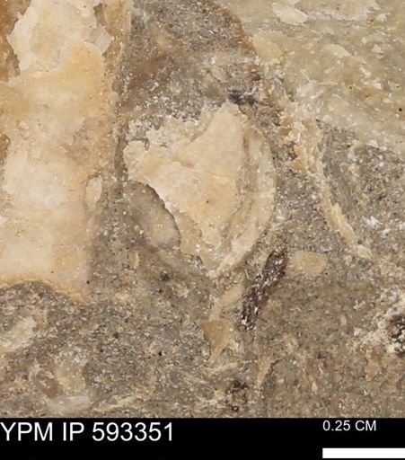 undet. Bivalvia