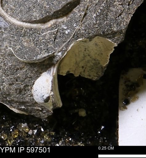 Limopsis striatopunctatus