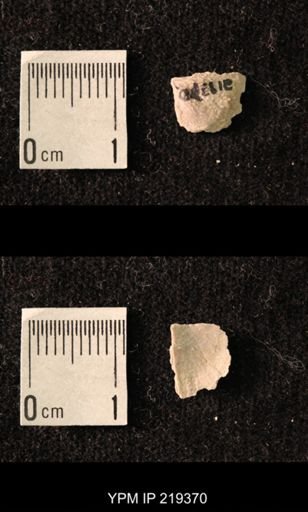 Chonetes granulifer