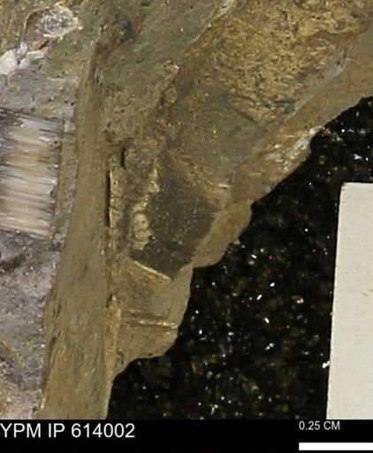 undet. Inoceramidae