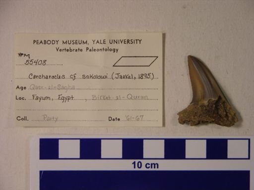 Carcharocles cf. sokolowi