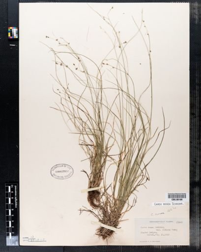 Carex rosea