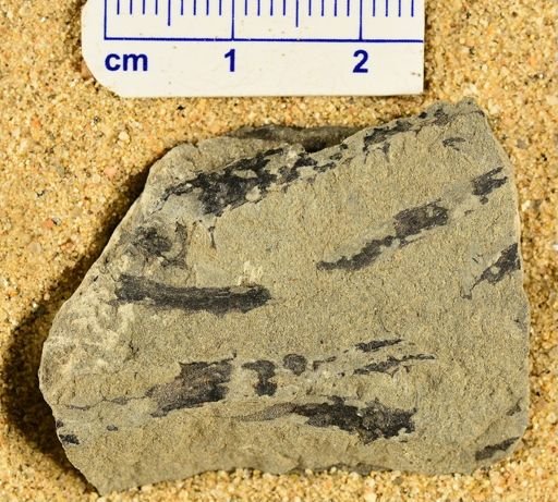 Sawdonia ornata