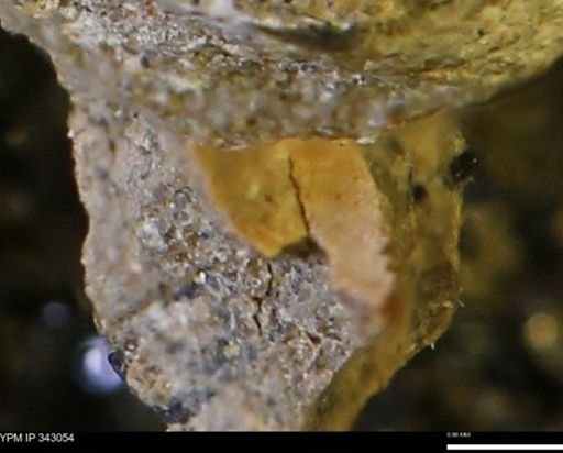 undet. Bivalvia