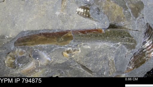 Sphenodiscus