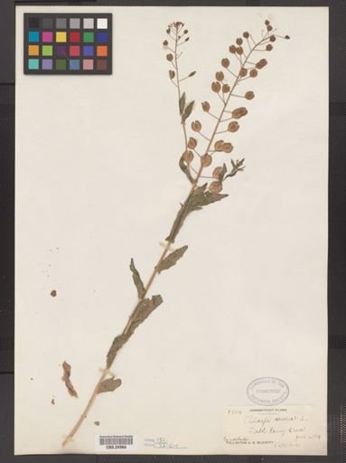 Thlaspi arvense