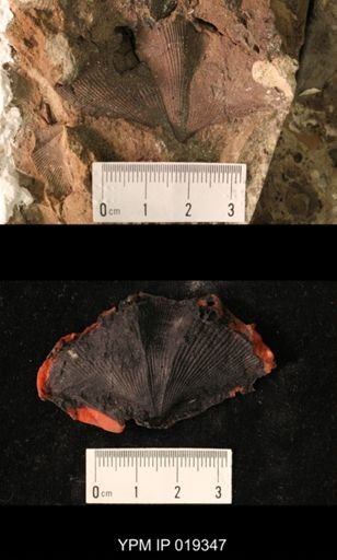 Cyrtospirifer altiplicus