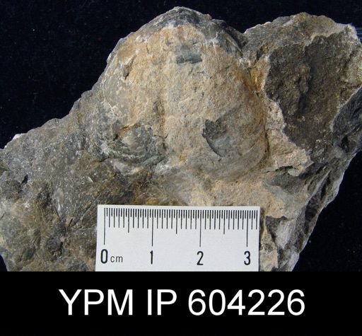 Meristella sp.