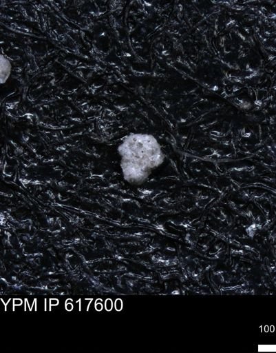 undet. Foraminiferida
