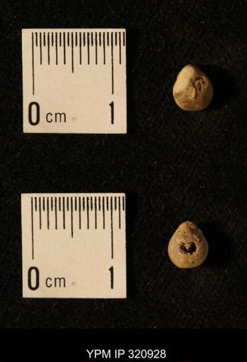 Dielasma elongatum