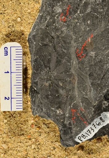Sphenophyllum sp.