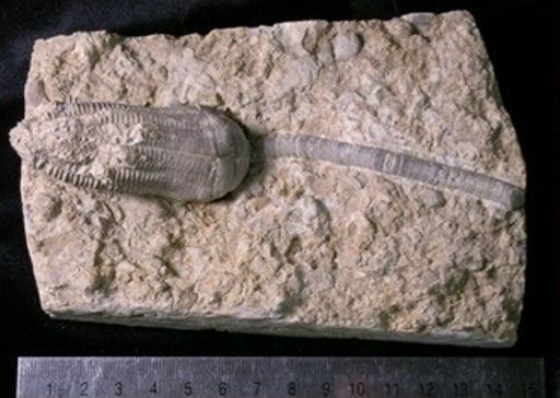 Encrinus liliiformis