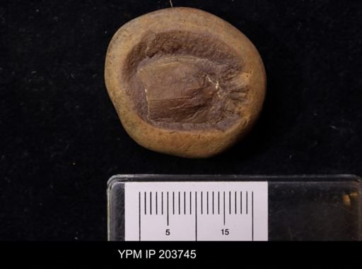 Anthracaris gracilis