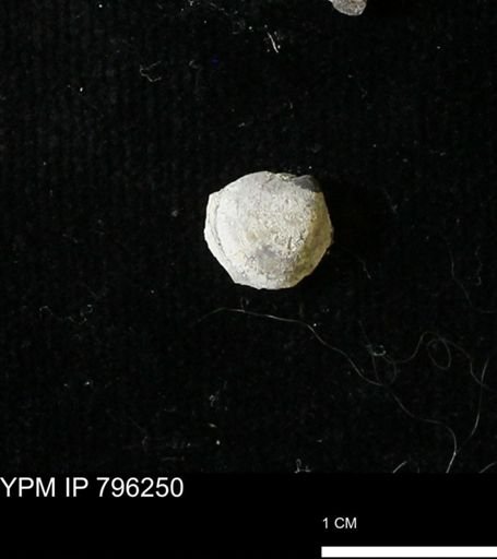 Protocardia subquadrata